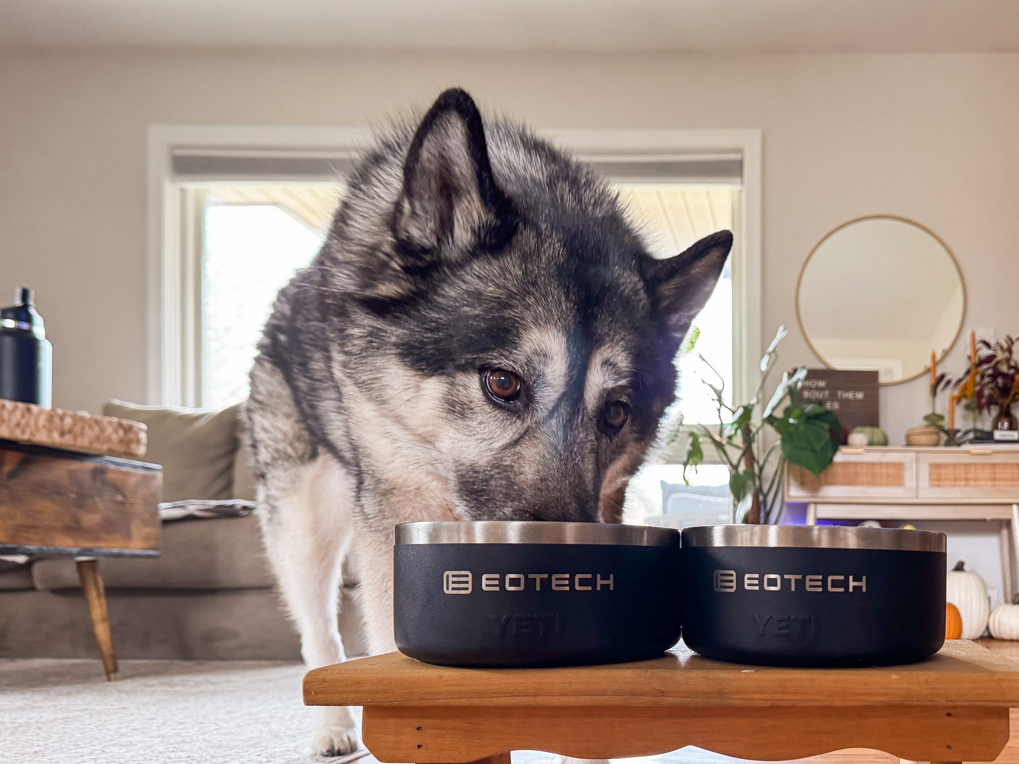 Dog standing next to two Eotech bowls on a wooden table in a living room.